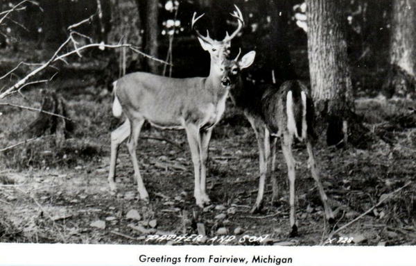 Fairview - Old Postcard